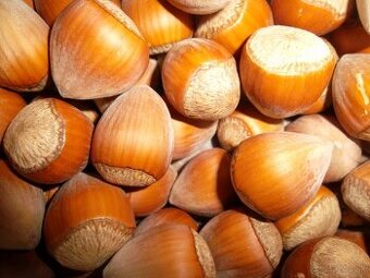 Lieskové orechy, lieskovce