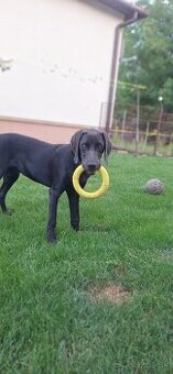 Darujem 10-mesačné šteňa weimarskeho stavača