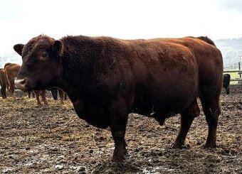 Plemenný býk Aberdeen Angus