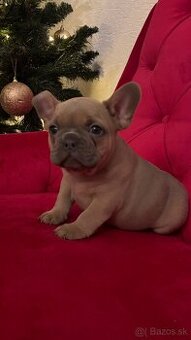 francúzsky buldoček