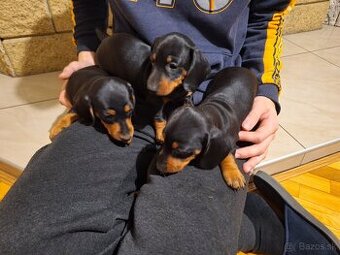 Jazvečík krátkosrstý čiernopáleny