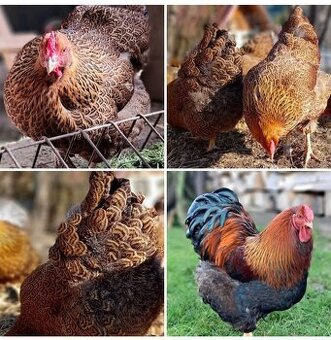 Násadové vajcia Wyandotka jarabičia vlnitá