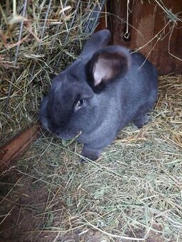 Viedenský modry králik