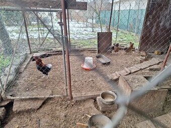 Leghorn Ayam Cemani Araucana Marans Medenokrky