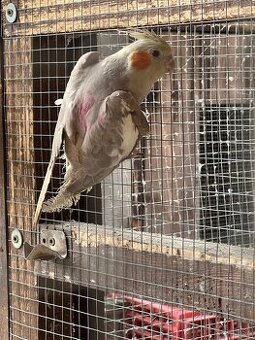 Korela - posledná minuloročná