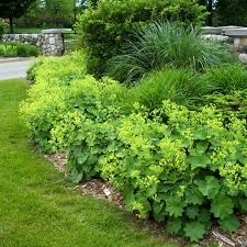 Alchemilka (Alchemilla mollis) zahradny soliter