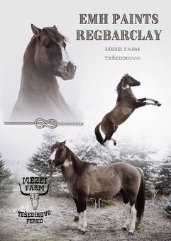 Paint horse pripustanie qh