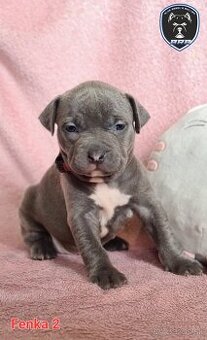 Štěňata American Bully XL s PP ABKC