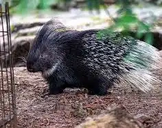 Kúpim Dikobraz srstnatonosý , zoo, kontaktná zoo