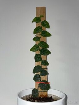 Monstera dubia odrezok