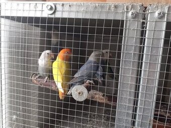 Agapornis ružovohrdly