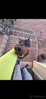 Doberman na krytie
