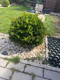 2ks buxus (kruspan)
