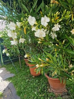 Predam oleander
