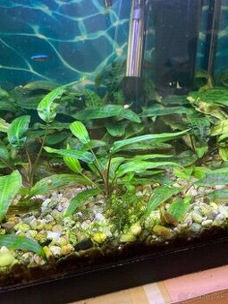 Akvarijne rastliny