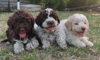 Lagotto Romagnolo steniatko