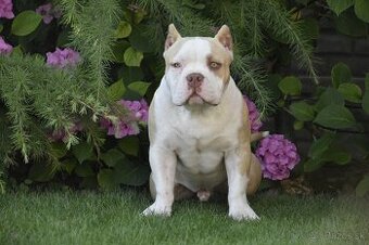 American bully s PP
