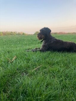 Predám nemeckého drotosrsteho stavača - 1