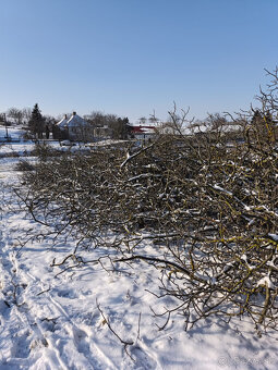 Palivové drevo - Orech