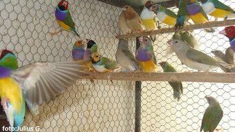 Cydectin na liecbu plucnych  roztocov u vtakov