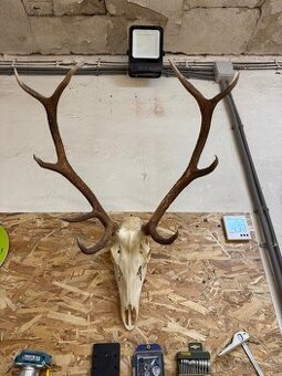Trofej jeleň, parohy, zhod, lebka