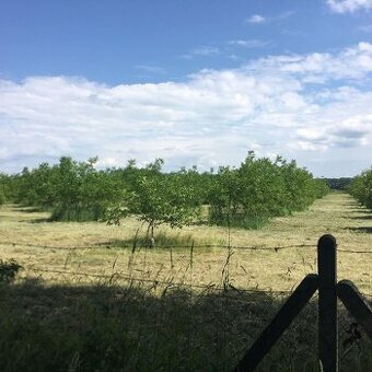 Ponúkam na predaj orechový sad v obci Okoč.