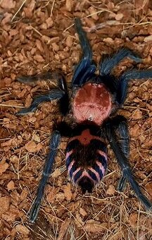 Tarantula,vtackár