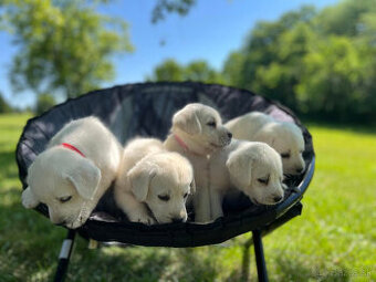 Krásne šteniatka labradora s papiermi pripravenými do nových