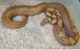Boa imperator - Paraglow Motley Jungle, Sunglow Motley