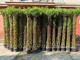 AKTUÁLNE❗Pletená vŕba SALIX 190-220 cm krása ihneď k odberu❗