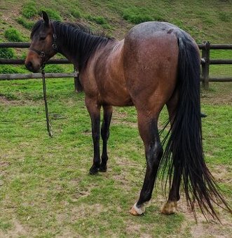 Paint horse