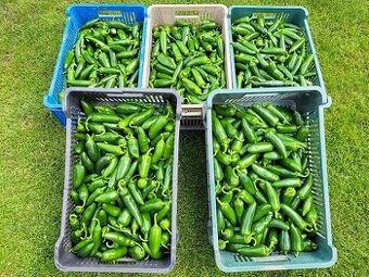 Predaj Jalapeňo čerstvých papričiek