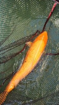 Koi kapre