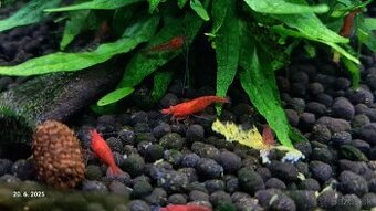 Krevetky neocaridina red cherry