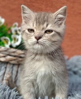 Predám britské mačiatka