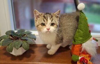 Predám britskú mačičku