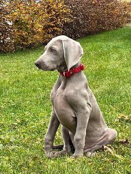 Weimarský stavač s PP