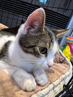 Darujem kocúrika a mačičku