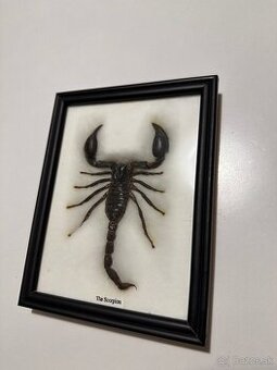 Predam vypreparovaneho škorpiona