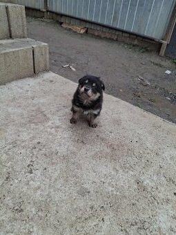 Nemecky ovčiak xHusky