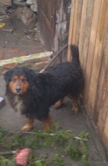 Lotwajler -bersky salašnícky ovčiak - 1