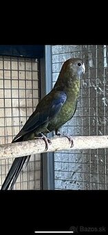 Rozela cierna pastel samica