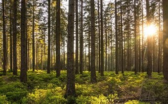 Revúca – 2.479 m2 LES  – PREDAJ