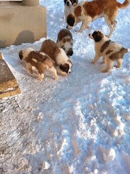 Predám šteniatka bernardínou