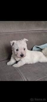 Predam Westika fenku