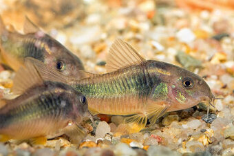 Corydoras, Panciernicek, Prisavnik, Malawi, Kotulky