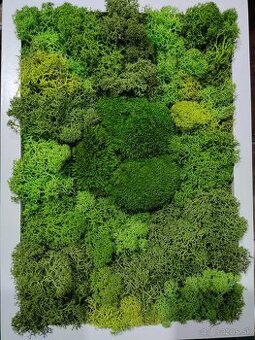 Machový obraz 32x23