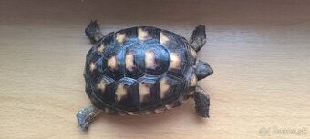 Suchozemská korytnačka žltočierna