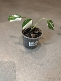 Baby monstera deliciosa albo small form
