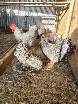 Násadové vajíčka Amroks